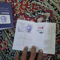 شیتزو خوشگل با سابقه تماس بگیرید