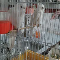 یک جفت عروس هلندی البینو