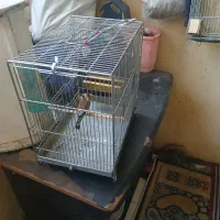 سهر عالی|پرنده|شهر ری, دولت‌آباد|دیوار