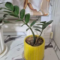 چندتا گل طبیعی|گل و گیاه طبیعی|اراک, |دیوار