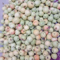 سیب زرد فریمان