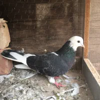 شازده اغ گویروخ