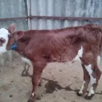 گوساله نر سیمینتال|حیوانات مزرعه|شفت, |دیوار