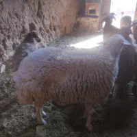 قوچ جوان مغانی فروشی