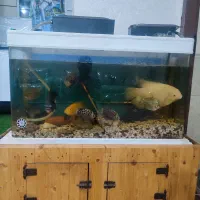 فروش اکواریوم|ماهی|رامهرمز, |دیوار