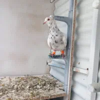 سار کاکولی