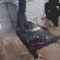 یک عددجوجه لاری اصل|حیوانات مزرعه|اهر, |دیوار