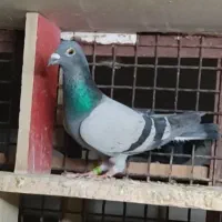 تر گرفتنی توضیحات کامل به مشتری تخفیف داده میشه