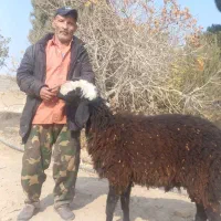 بره قوچ جوان