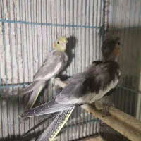 عروس هلندی لوتینو ومرغ عشق انگلیسی|پرنده|قم, هنرستان|دیوار