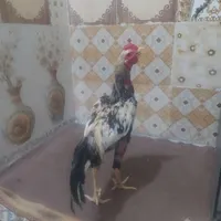 خروس صندی