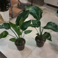 نخل نیکولای ، نیکولا