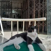 آکاردئونی وجوشکاری سیار