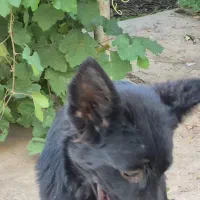 شاه توله سگ ژرمن شولاین|سگ|دزفول, |دیوار