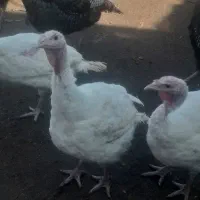 بوقلمون بیوتی کاملا ارگانیک و طبیعی