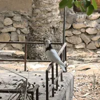 کبوتر طوقی تاج دار|پرنده|خورموج, |دیوار