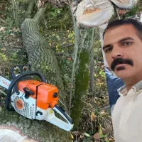 چوب بری وخرید چوب درختان