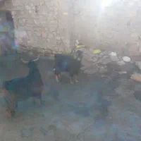 دوعدد بزغاله نر ادرس روانسر|حیوانات مزرعه|روانسر, |دیوار