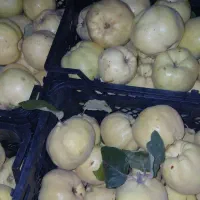 به درجه یک|خوردنی و آشامیدنی|شیراز, لاله|دیوار