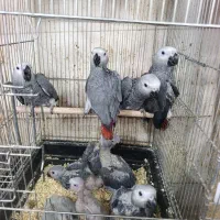 بزرگترین مجموعه طوطی‌سانان در اصفهان