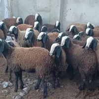 گوسفند زنده در همه نقاط کرج|حیوانات مزرعه|کرج, شاهین‌ویلا|دیوار