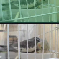 3عدد عروس هلندی با قفس به فروش میرسد