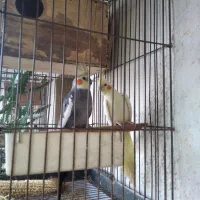 عروس هلندی مولد با ۳جوجه|پرنده|چابهار, |دیوار