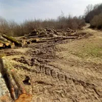 خرید چوب جنگلی و صنوبر در باغ|خدمات باغبانی و درختکاری|لاهیجان, آهندان|دیوار