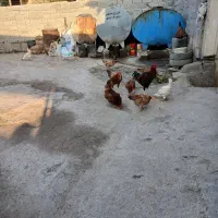 فروش مرغ لاری کرچ|حیوانات مزرعه|سنگدوین, |دیوار