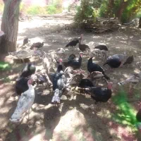 بوقلمون محلی|حیوانات مزرعه|شاهرود (اردبیل), |دیوار