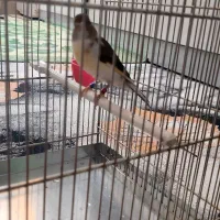 سهره قناری ابلغ|پرنده|بروجرد, |دیوار