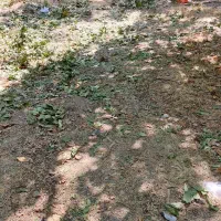 باغ 300متری لب آب|فروش زمین و ملک کلنگی|زاینده رود, |دیوار