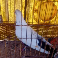 کفتر طوقی و دمبی