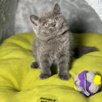 بریتیش های زیبا