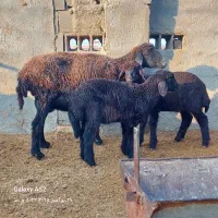 گوسفند بابره دوقلو