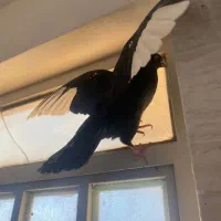 سینه سیاه یال دم وصل