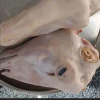 پاکردن کله پاچه گوسفند