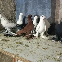 کبوتر|پرنده|تبریز, |دیوار