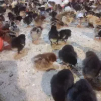 جوجه مرغ محلی جهادی مخصوص پرورش سالن