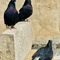 کبوتر اشعل دم سفید