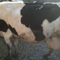 گاو شیری|حیوانات مزرعه|شال, |دیوار