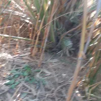 نهال برحی بزرگ ومتوسط|گل و گیاه طبیعی|آبادان, |دیوار