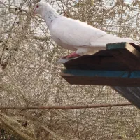 کبوتر مسافتی هومر