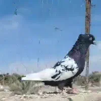 سینه سیاه گمشده.خریدارم