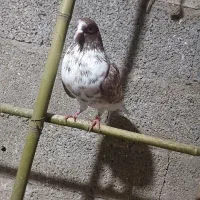 کفتر نر پرشی|پرنده|گوراب زرمیخ, |دیوار