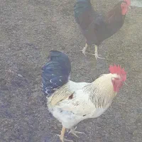 ۴عدد خروس چاق مناسب