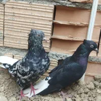 کبوتر