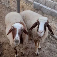 گوسفند شک  کاور