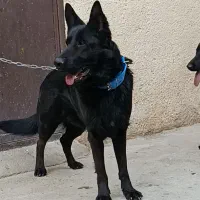 سگ ژرمن بلک نر