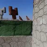 بی جوت چتی بالا از قرمز افتادن